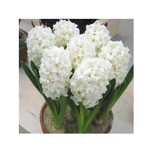 Hyacinth Prepared Carnegie Size 16/17 99P Each