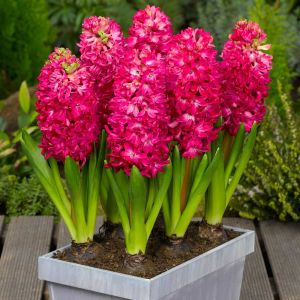 Hyacinth Prepared Jan Bos Size 16/17 99P Each