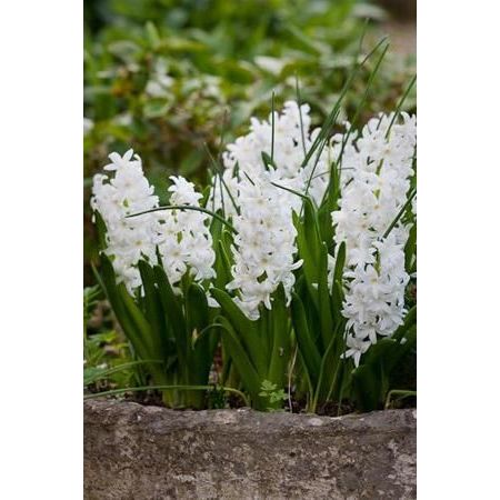 Hyacinth Prepared L'Innocence 16/17 99p Each