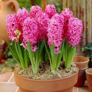 Hyacinth Prepared Pink Pearl Size 16/17 99P Each