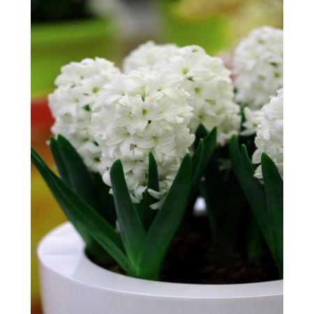 Hyacinth Unprepared Carnegie Size 16/17 59P Each