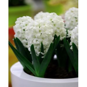 Hyacinth Unprepared Carnegie Size 16/17 59P Each