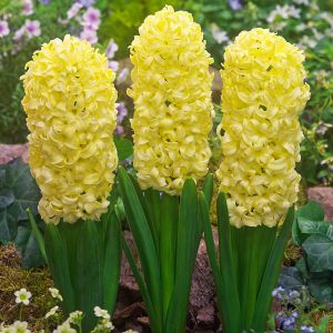 Hyacinth Unprepared City Of Haarlem Size 16/17 59P Each