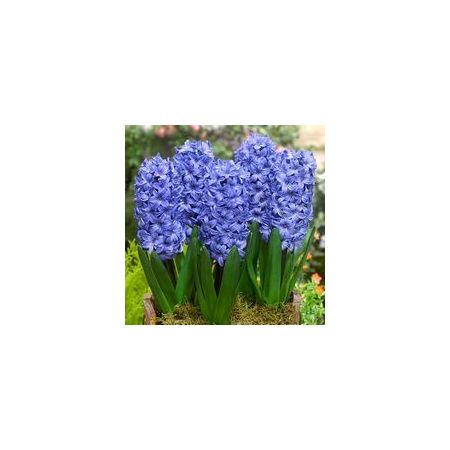 Hyacinth Unprepared Delft Blue Size 16/17 59P Each