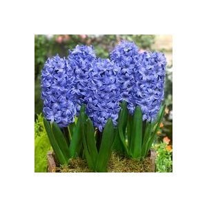 Hyacinth Unprepared Delft Blue Size 16/17 59P Each