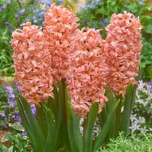 Hyacinth Unprepared Gypsy Queen Size 16/17 59P Each