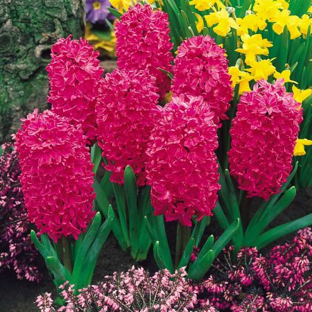 Hyacinth Unprepared Jan Bos Size 16/17 59P Each