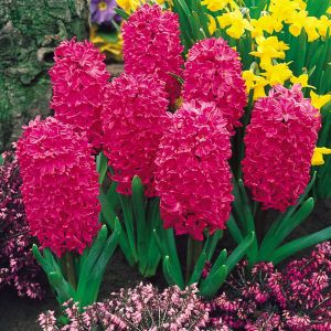 Hyacinth Unprepared Jan Bos Size 16/17 59P Each
