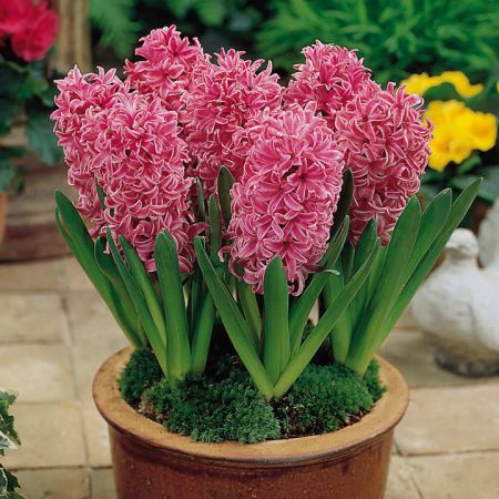 Hyacinth Unprepared Pink Pearl Size 16/17 59P Each