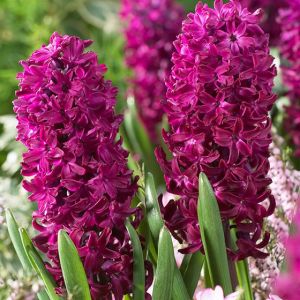 Hyacinth Unprepared Woodstock Size 16/17 59P Each