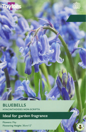 Hyacinthoides Non-Scripta - Bluebells - 5 Bulb Pack