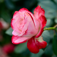 Hybrid Tea