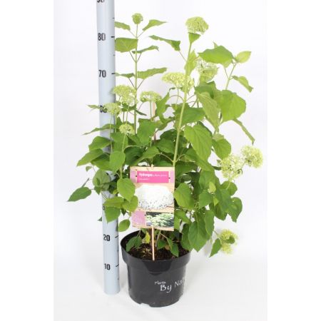 Hydrangea arborescens Annabelle C5 Pot c.60/70cm