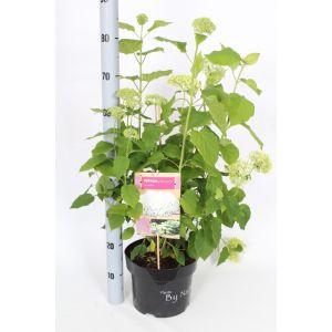 Hydrangea arborescens Annabelle C5 Pot c.60/70cm