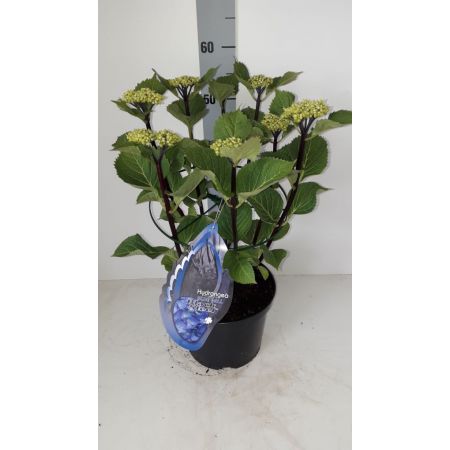 Hydrangea Black Steel Blue Ball C5 Pot