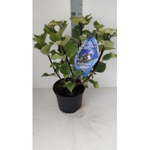 Hydrangea Macrophylla Zorro Blue C5 Pot