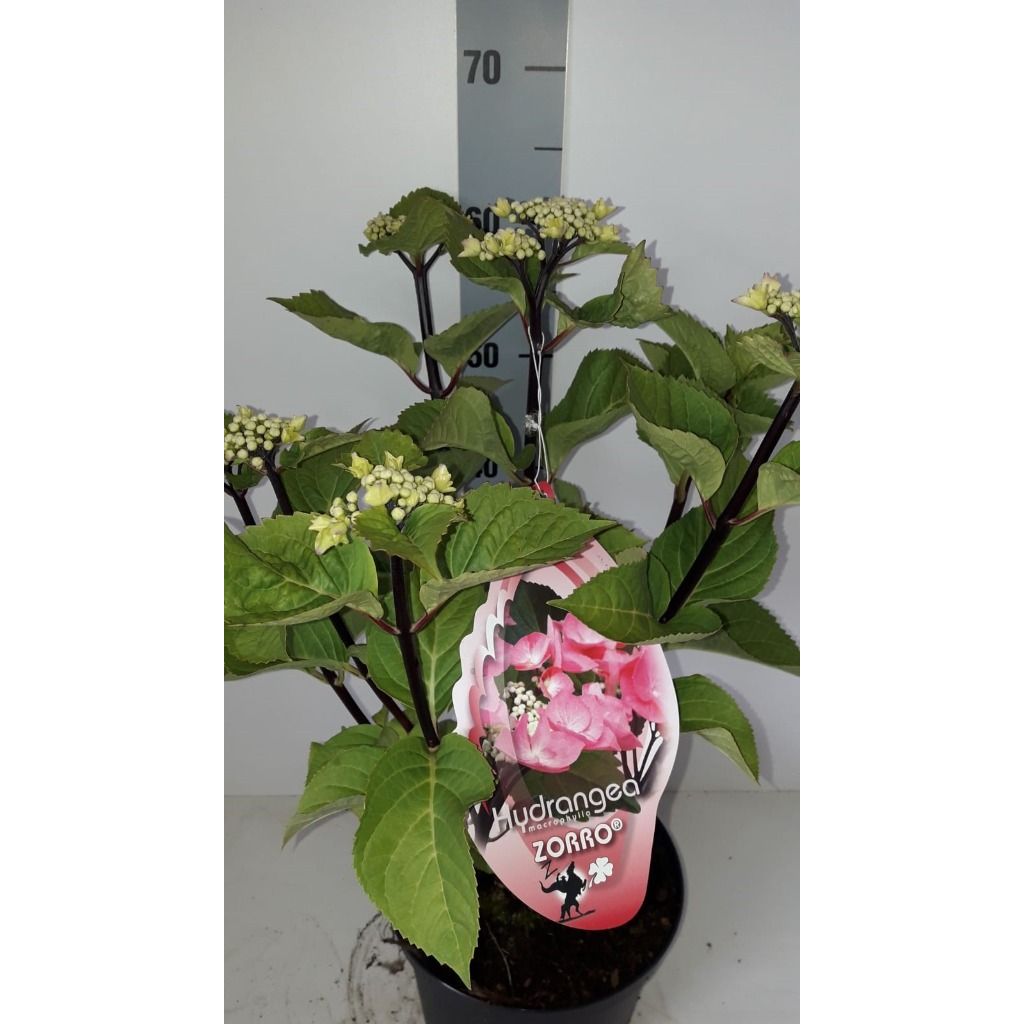 hydrangea-macrophylla-zorro-