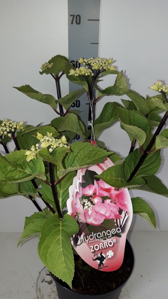 Hydrangea Macrophylla Zorro Pink C5 Pot - Horticentre - Your Hydrangea Macrophylla Zorro Pink C5 Pot - Horticentre - Your