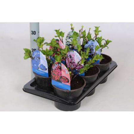 Hydrangea Mix P17 - Our Selection