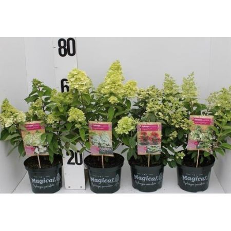 Hydrangea Paniculata Mix C5 C.60/70Cm - Our Selection
