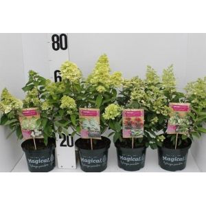 Hydrangea Paniculata Mix C5 C.60/70Cm - Our Selection