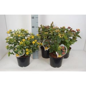 Hypericum Miracle Mix C2