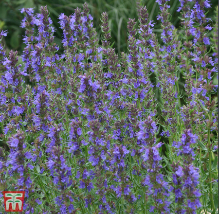 Hyssop - Tricolour Mixed