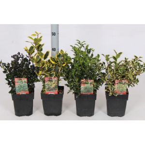 Ilex altaclerensis in 4 varieties C2 Pot c.30/50cm