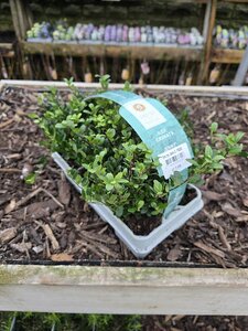 Ilex Crenata Jenny 6 Pack
