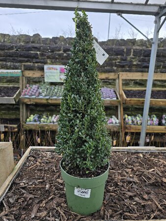 Ilex Crenata Jenny Pyramid 55cm