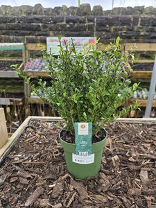 Ilex Crenata Jenny Shrub