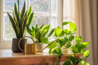 Indoor Pots & Planters