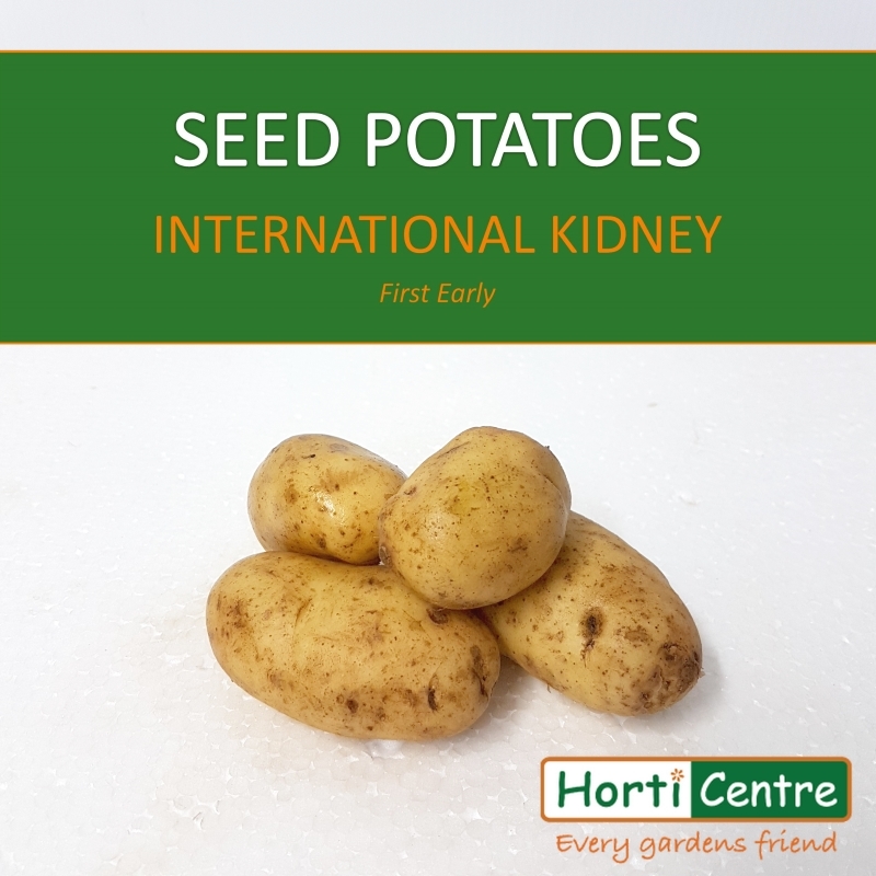 International Kidney Scottish Seed Potatoes 1.5Kg Horticentre Your