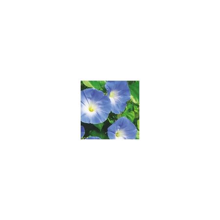 Ipomoea Heavenly Blue- Kings Seeds