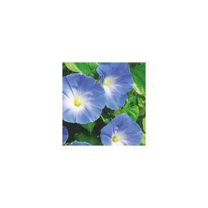 Ipomoea Heavenly Blue- Kings Seeds