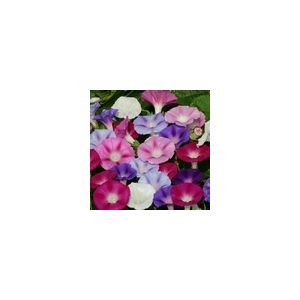 Ipomoea Purpurea Lazy Luxe Mixed- Kings Seeds