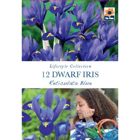 Iris (Dwarf) - Reticulata Blue - 12 Pack