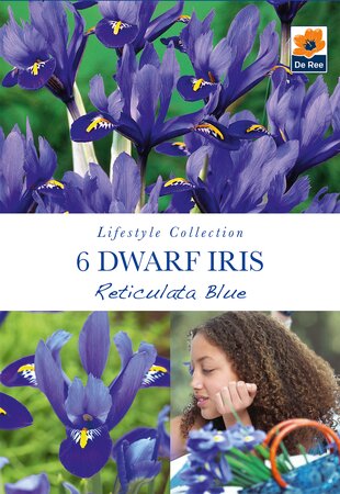 Iris (Dwarf) - Reticulata Blue - 6 Pack