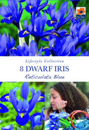 Iris (Dwarf) - Reticulata Blue - 8 Pack