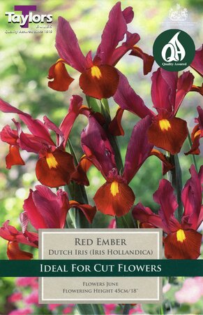 Iris - Hollandia Red Ember - 9 Bulb Pack