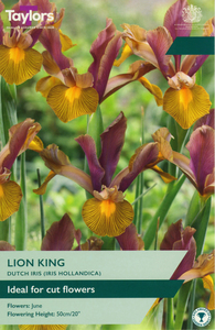 Iris Hollandica - Lion King - 12 Bulb Pack