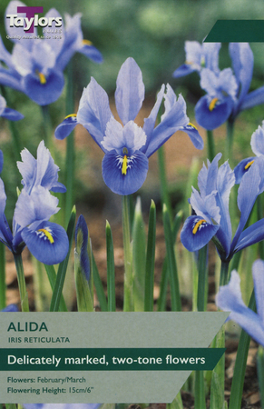 Iris Reticulata - Alida - 10 Bulb Pack