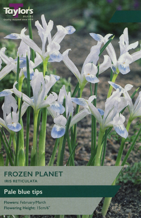 Iris Reticulata - Frozen Planet - 10 Bulb Pack