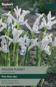 Iris Reticulata - Frozen Planet - 10 Bulb Pack