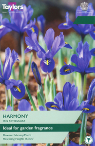 Iris Reticulata - Harmony - 10 Bulb Pack