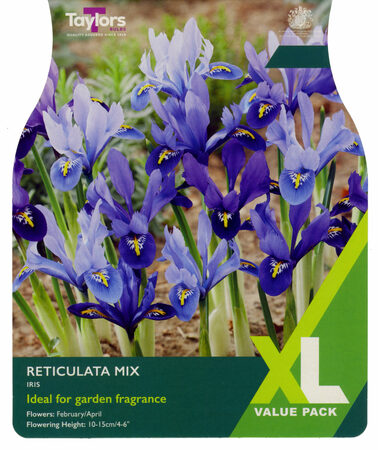 Iris - Reticulata Mixed - 20 Bulb Pack