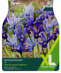 Iris - Reticulata Mixed - 20 Bulb Pack