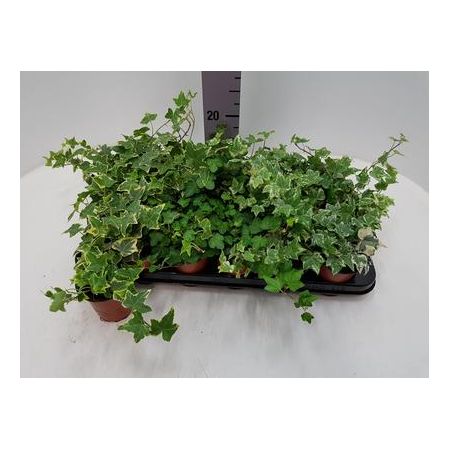 Ivy 9Cm Pot Our Selection