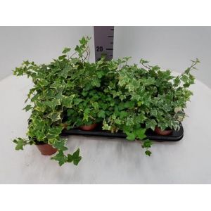 Ivy 9Cm Pot Our Selection