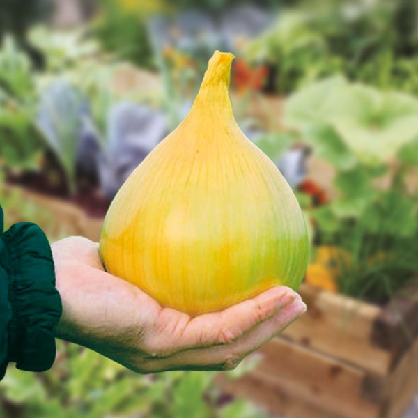 Johnsons Onion Exhibition Seed Pack Horticentre Your Family Run